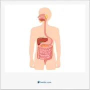 alimentary canal (tract), دستگاه گوارش، جهاز هاضمه، مجرای گوارش