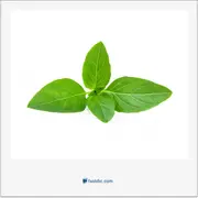 basil, ریحان