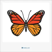 butterfly, پروانه