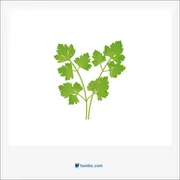 coriander, گشنیز