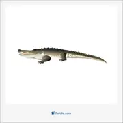 crocodile, کروکودیل