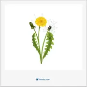 dandelion, قاصدک (گیاه خودرو و دارای گل‌های زرد روشن)