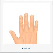 finger, انگشت (دست)