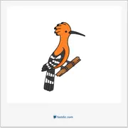 hoopoe, هدهد، شانه‌به‌سر