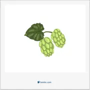 hop, رازک (گیاهی از خانواده‌ی شاهدانه)