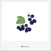 huckleberry, درخت زغال اخته آمریکایی، زغال اخته آمریکایی