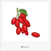 jujube, عناب، درخت عناب، سیلان