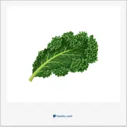 kale, کلم‌پیچ فرفری، کلم برگی، کلم سبز فرفری، کیل