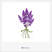 lavender, اسطوخودوس، لاوندر