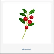 lingonberry, لینگون‌بری، سیاه‌دار سرخ (توت سرخ اروپای شمالی)