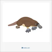 puggle, پاگل (بچه‌ی پلاتیپوس یا اکیدنا)