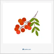 pyracantha, شیرخشتی، پیراکانتا