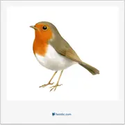 robin, سینه‌سرخ، پرنده‌ی سینه‌سرخ، سینه‌سرخ اروپایی و آمریکایی