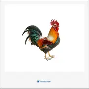 rooster, خروس
