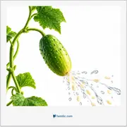 squirting cucumber, خیار آب‌پاش