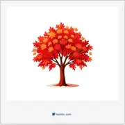 افرا, maple