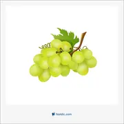انگور, grape, grapevine, grapes