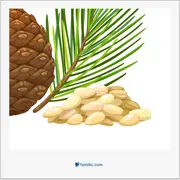 دانه‌ی کاج, pine nut, pine kernel