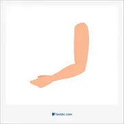 دست, arm, foerfoot, forelimb, foreleg