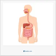 دستگاه گوارش, alimentary canal, alimentary tract