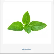 ریحان, basil, sweet basil