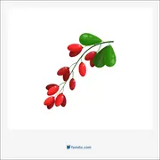 زرشک, barberry