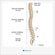 ستون فقرات, spine, backbone, spinal column