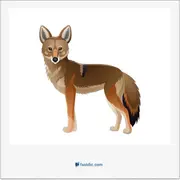 شغال, jackal