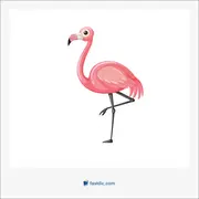 فلامینگو, flamingo