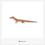 مارمولک, lizard, salamander