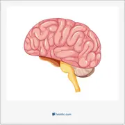 مغز, brain, cerebrum, bean, encephal-, cerebro-