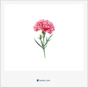 میخک, carnation