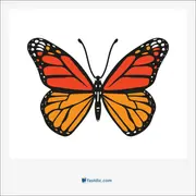 پروانه, butterfly