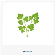 گشنیز, coriander
